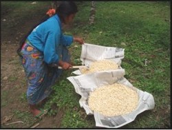 Subsidi Kedelai di DKI Jakarta Terserap 70%